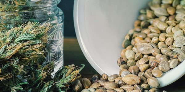 Budding Beauties: The Art of Choosing and Buying Cannabis Seeds